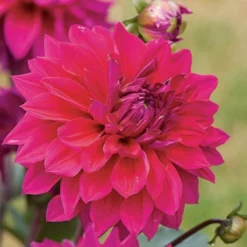 Dahlia 'Engelhardt's Matador' -Leaf Sprigs Sales Store x600 27312