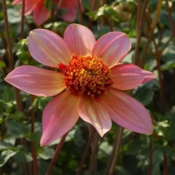 Dahlia 'Totally Tangerine' -Leaf Sprigs Sales Store x600 27325