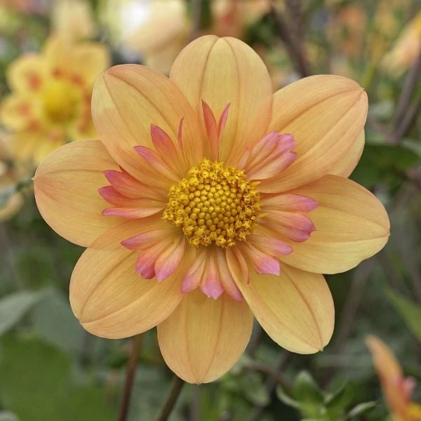 Dahlia 'Kelsey Annie Joy' 2 Dahlia 'Kelsey Annie Joy' - Image 2
