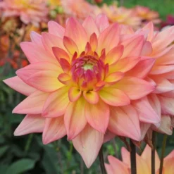 Dahlia 'Melody Dora' -Leaf Sprigs Sales Store x600 27327