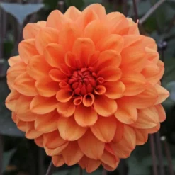 Dahlia 'David Howard' -Leaf Sprigs Sales Store x600 27328