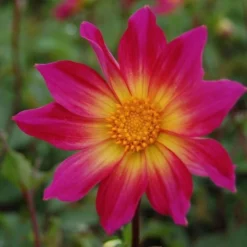 Dahlia 'Bright Eyes' 6 Dahlia 'Bright Eyes' -Leaf Sprigs Sales Store x600 27331