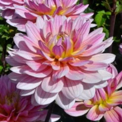 Dahlia 'Pink Magic' -Leaf Sprigs Sales Store x600 27337
