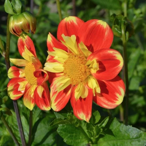 Dahlia 'Pooh' 2 Dahlia 'Pooh' - Image 2