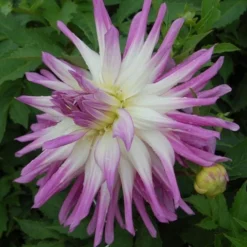 Dahlia 'Mingus Randy' -Leaf Sprigs Sales Store x600 27354
