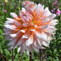Dahlia 'Okapis Sunset' 5 Dahlia 'Okapis Sunset' -Leaf Sprigs Sales Store x600 27355