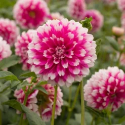 Dahlia 'Fuzzy Wuzzy' -Leaf Sprigs Sales Store x600 27358