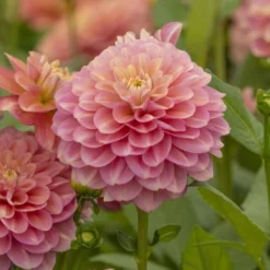 Dahlia 'Milena Fleur' -Leaf Sprigs Sales Store x600 27360