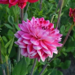 Dahlia 'Seniors Dream' 9 Dahlia 'Seniors Dream' -Leaf Sprigs Sales Store x600 27362