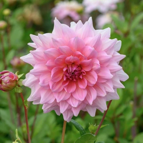 Dahlia 'Otto's Thrill' 1 Dahlia 'Otto's Thrill'