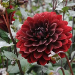 Dahlia 'Karma Choc' -Leaf Sprigs Sales Store x600 27379