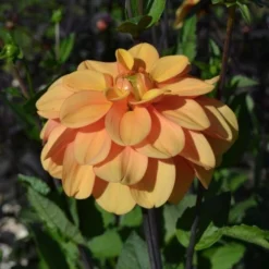 Dahlia 'Ginger Snap' 8 Dahlia 'Ginger Snap' -Leaf Sprigs Sales Store x600 27382