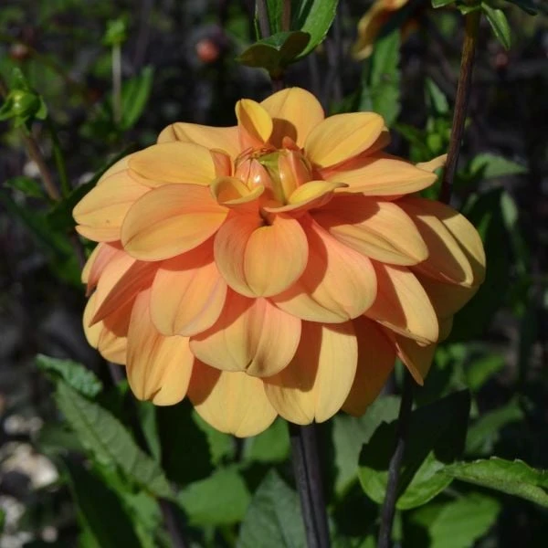 Dahlia 'Ginger Snap' 4 Dahlia 'Ginger Snap' - Image 4