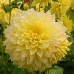 Dahlia 'Kelvin Floodlight' -Leaf Sprigs Sales Store x600 27384