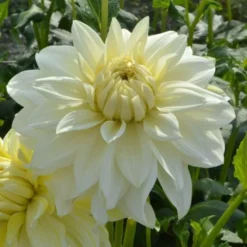 Dahlia 'La Luna' -Leaf Sprigs Sales Store x600 27386