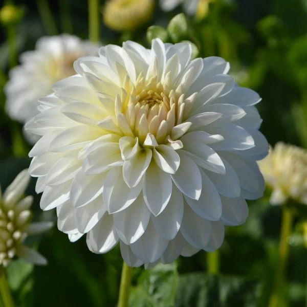 Dahlia 'Snow Cap' 1 Dahlia 'Snow Cap'