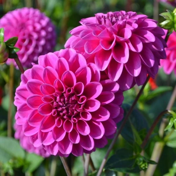 Dahlia 'Purple Fox' 2 Dahlia 'Purple Fox' - Image 2