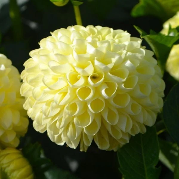 Dahlia 'Nettie' 2 Dahlia 'Nettie' - Image 2