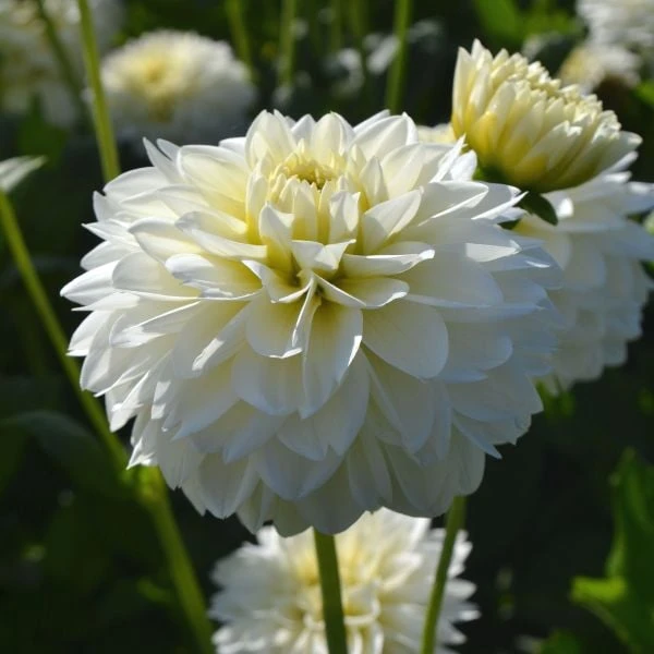 Dahlia 'Polar Ice' 2 Dahlia 'Polar Ice' - Image 2