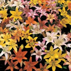 Lilium Naturalizing Mix 6 Lilium Naturalizing Mix -Leaf Sprigs Sales Store x600 27732