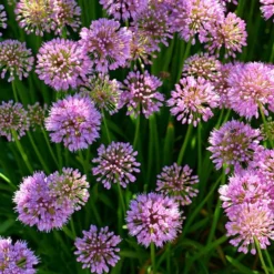 Allium 'Millenium' 11 Allium 'Millenium' -Leaf Sprigs Sales Store x600 27880