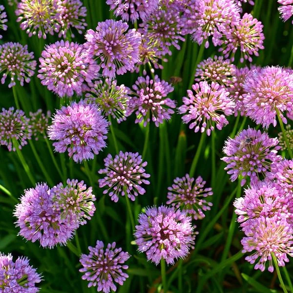 Allium 'Millenium' 6 Allium 'Millenium' - Image 6