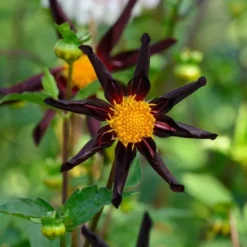 Dahlia 'Verrone's Obsidian' 7 Dahlia 'Verrone's Obsidian' -Leaf Sprigs Sales Store x600 27992
