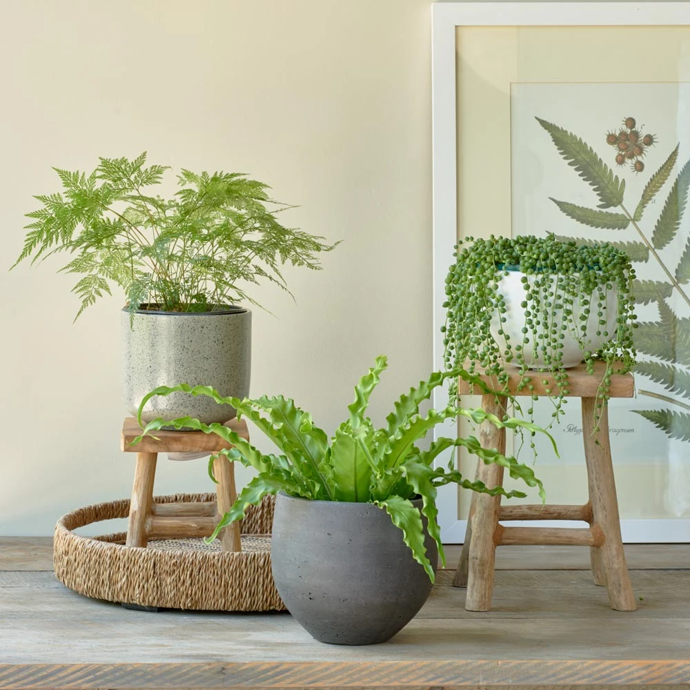 Teak Wood Plant Stands, Set Of 3 2 Teak Wood Plant Stands, Set Of 3 - Image 2