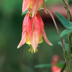 Aquilegia Canadensis 12 Aquilegia Canadensis -Leaf Sprigs Sales Store x600 28244