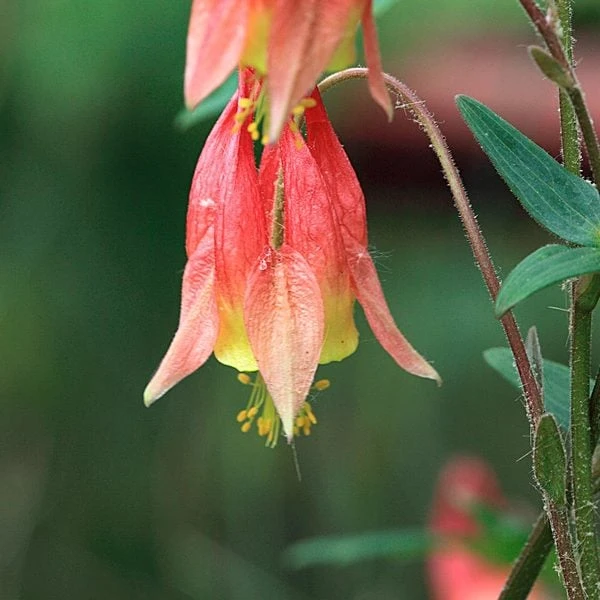 Aquilegia Canadensis 6 Aquilegia Canadensis - Image 6