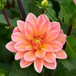 Dahlia 'Doctor P.H. Riedl' -Leaf Sprigs Sales Store x600 28267