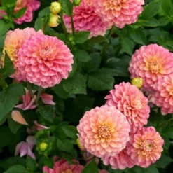Dahlia 'Milena Fleur' -Leaf Sprigs Sales Store x600 28274