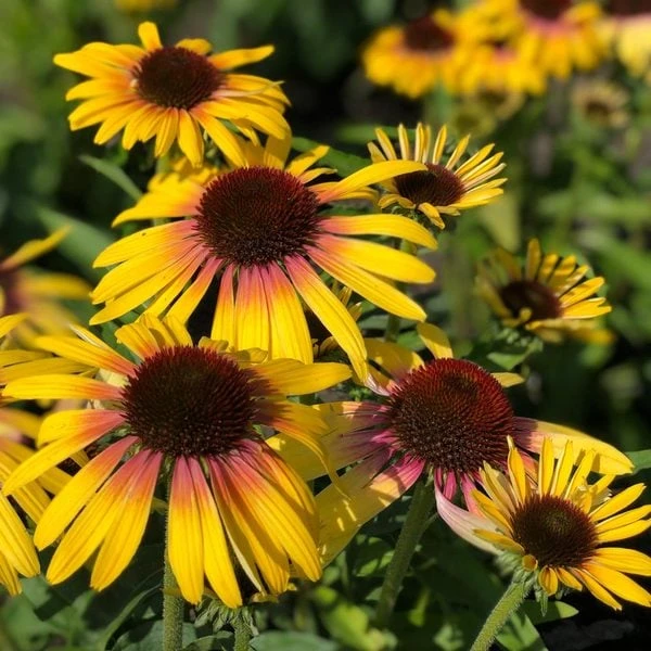 Echinacea Purpurea Butterfly™ Yellow Rainbow Marcella 1 Echinacea Purpurea Butterfly™ Yellow Rainbow Marcella