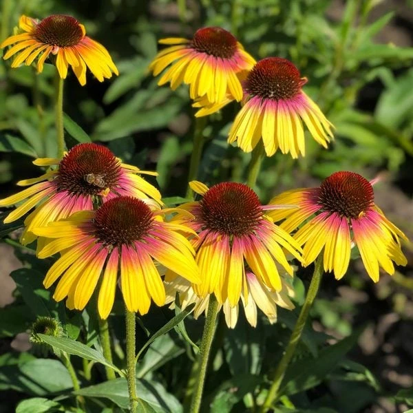 Echinacea Purpurea Butterfly™ Yellow Rainbow Marcella 2 Echinacea Purpurea Butterfly™ Yellow Rainbow Marcella - Image 2