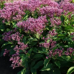 Eupatorium Purpureum Euphoriaâ„¢ Ruby