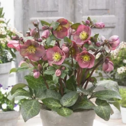Helleborus Frostkiss® Pippa's Purple -Leaf Sprigs Sales Store x600 28424