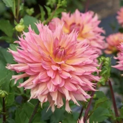 Dahlia 'Omega' -Leaf Sprigs Sales Store x600 28457