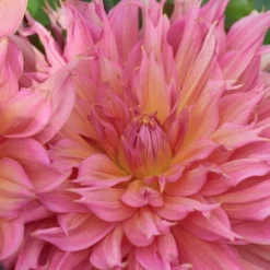 Dahlia 'Omega' -Leaf Sprigs Sales Store x600 28458