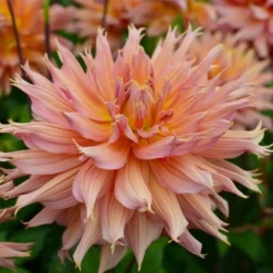 Dahlia 'Omega' -Leaf Sprigs Sales Store x600 28459