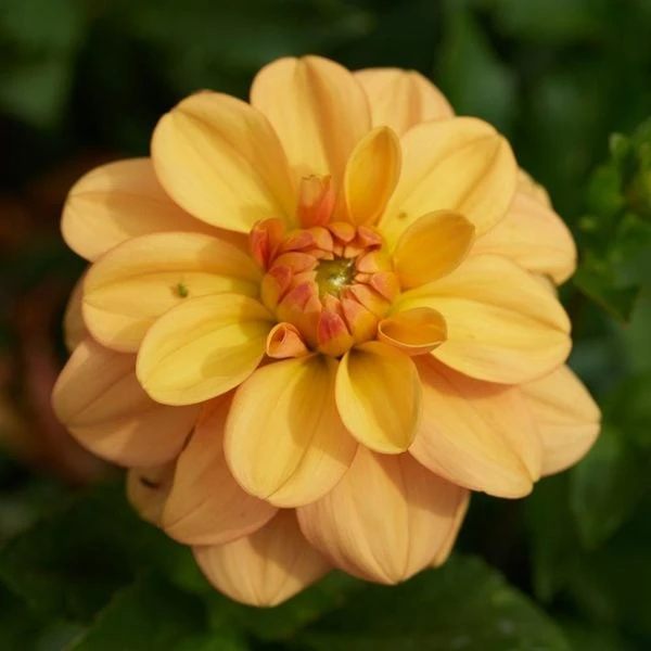 Dahlia 'Ginger Snap' 1 Dahlia 'Ginger Snap'