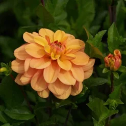 Dahlia 'Ginger Snap' 7 Dahlia 'Ginger Snap' -Leaf Sprigs Sales Store x600 28472