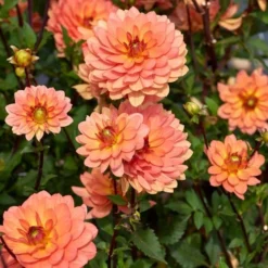 Dahlia 'Doctor P.H. Riedl'