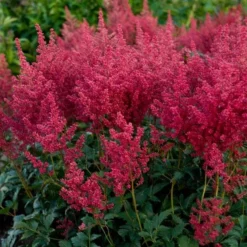 Astilbe 'Montgomery' -Leaf Sprigs Sales Store x600 28659