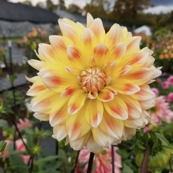 Dahlia 'Peaches And Cream' 2 Dahlia 'Peaches And Cream' - Image 2