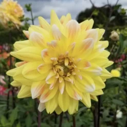 Dahlia 'Peaches And Cream' 5 Dahlia 'Peaches And Cream' -Leaf Sprigs Sales Store x600 28732