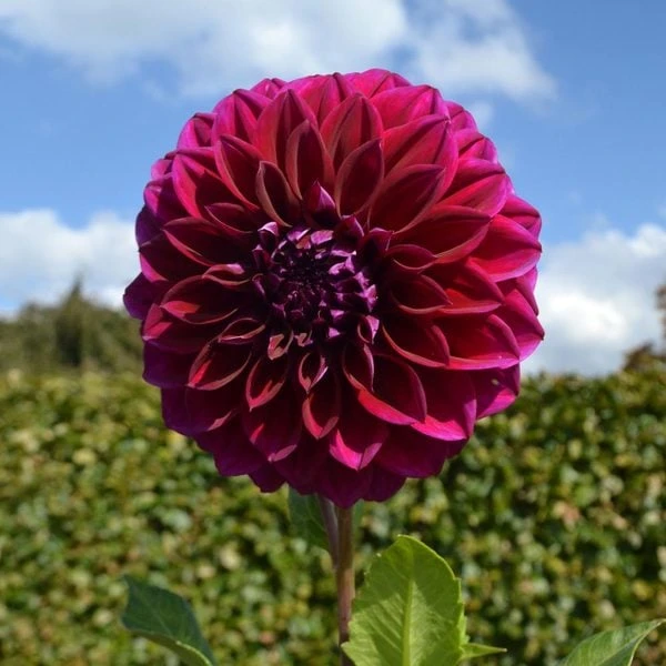Dahlia 'Diva' 2 Dahlia 'Diva' - Image 2