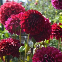 Dahlia 'Maroon Fox' 5 Dahlia 'Maroon Fox' -Leaf Sprigs Sales Store x600 28742