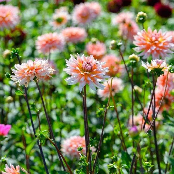 Dahlia 'Okapis Sunset' 2 Dahlia 'Okapis Sunset' - Image 2