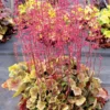Heuchera Northern Exposure™ Sienna