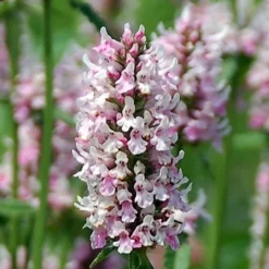 Stachys 'Summer Crush' -Leaf Sprigs Sales Store x600 28811